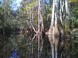 Congaree NP 08